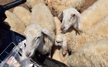 Thu chục triệu mỗi tháng nhờ đồng cừu Suối Nghệ ở Bà Rịa - Vũng Tàu