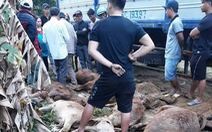 Truy tìm xe tải chở 13 con bò chết bán cho người dân