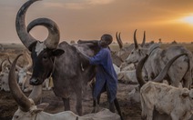 Trải nghiệm cuộc sống chăn bò của người Dinka ở Nam Sudan