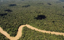 Rừng Amazon sắp mất nửa số loài vì biến đổi khí hậu?