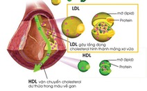 Các loại thành phần chính của lipid máu