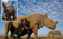 Tê giác trắng châu Phi đực cuối cùng đã chết