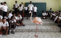 Đến Curaçao gặp ‘đại sứ chim hồng hạc’
