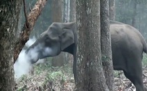 Video voi ‘nhả khói’ làm bối rối khoa học gia