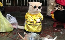 Chú mèo bán cá tên Chó ở Hải Phòng gây chú ý trên mạng xã hội