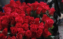 Lễ 8-3: 'Chóng mặt' giá hoa hồng, 25.000 đồng một bông