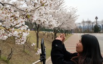 Hoa anh đào nở rợp trời hút hồn giới trẻ Seoul