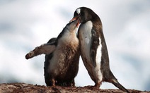 Ngắm vẻ đẹp băng giá và chim cánh cụt ở Nam cực