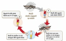 Bệnh sốt xuất huyết Dengue