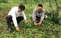 Mưa đá làm 'tiêu tan' 2.100ha hoa màu ở Cao Bằng, Sơn La