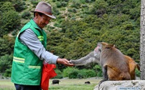 'Người cha' của đàn khỉ 2800 con trên cao nguyên Tây Tạng