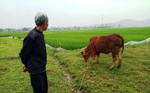Nông dân thả bò ra đồng gặm cỏ phải đóng 'thuế'