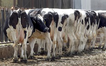 Loài bò sẽ 'thống trị' động vật có vú?