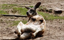 Con kangaroo bị du khách ném đá ở Trung Quốc đã chết