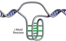 Phát hiện cấu trúc gene mới trong tế bào người