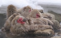 Tại sao chỉ có khỉ tuyết ở Nagano tắm suối nước nóng?