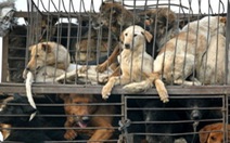 2 người Việt bị tố rao bán thịt chó tại Malaysia