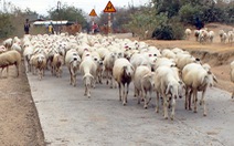 Ninh Thuận di chuyển đàn cừu ra khỏi vùng hạn