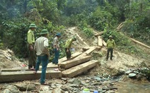 5 cán bộ kiểm lâm bị kỷ luật vì để mất gỗ rừng
