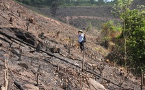 8 ha rừng phòng hộ Quảng Ninh bị chặt trụi trước mặt kiểm lâm