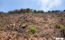 Xử lý nghiêm vụ chặt phá rừng phòng hộ ở Quảng Ninh