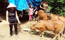 Hỗ trợ bò lở mồm long móng cho dân nghèo: huyện rút kinh nghiệm
