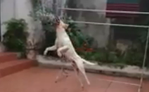 Video clip chú chó ở Hà Nội làm thủ môn gây thích thú cộng đồng mạng