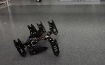 Robot bắt chước loài vật tự đi tiếp khi 'bị thương'