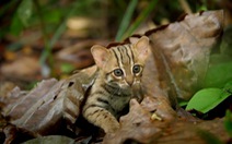 Loài mèo nhỏ nhất thế giới