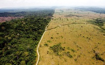 Mỗi phút thế giới mất đi diện tích rừng tương đương 40 sân bóng đá