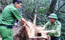 Đề nghị 30 đến 42 tháng tù với cựu đại úy biên phòng phá rừng