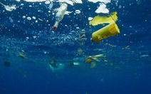 Vì sao động vật biển không thể ngừng ăn rác nhựa?