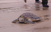 Thả rùa quý hiếm nặng hơn 20kg về biển