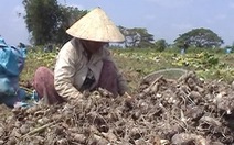 Người trồng khoai môn điêu đứng vì đối tác Trung Quốc 'xù' hợp đồng