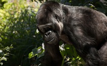 Khỉ đột trẻ hợp sức phá bẫy thợ săn