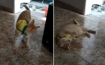 Khi chó mèo biết té và ăn vạ giống Neymar ở World Cup