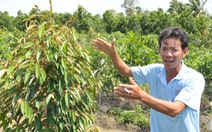 Thấy trồng sầu riêng dễ ăn, nhiều nông dân lại bỏ lúa