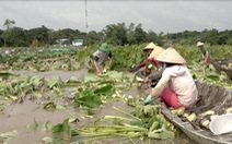 Lũ đồng bằng sông Cửu Long lên nhanh, nhiều nơi bị thiệt hại