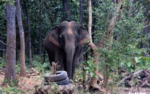 Rừng suy giảm, voi rừng liên tục tấn công, phá hoại cây trồng