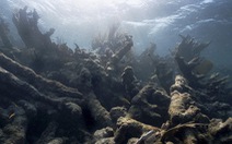 Cuộc 'thảm sát' san hô đại dương