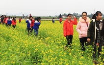 Thanh Hóa: Cánh đồng hoa cải hút du khách tham quan