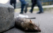 Bằng chứng kinh hoàng về nạn chuột cống ở Paris