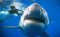Lặn biển, 'chạm mặt' cá mập trắng lớn nhất thế giới