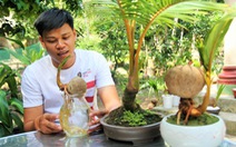Độc đáo bonsai dừa của chàng trai Bến Tre