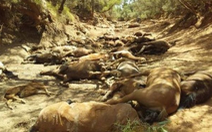 Nắng quá nóng, ngựa hoang ở Úc chết cả bầy như bị thảm sát
