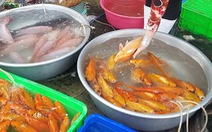 Cá chép Trung Quốc 'được mùa' dịp cúng ông Công, ông Táo