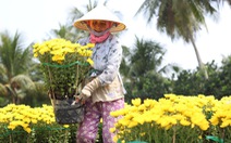 Hàng triệu giỏ hoa Mỹ Tho đang đổ về Sài Gòn, Bình Dương, Tây Ninh...