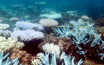 Hy vọng mới cho san hô chết vì hiện tượng ấm lên của Trái Đất