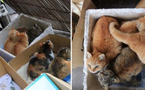 Người Nhật giải cứu đảo mèo Okishima giữa bão Hagibis chỉ là tin vịt