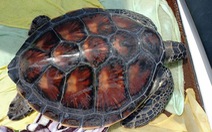 Thả rùa quý được phóng sinh trong chùa về biển